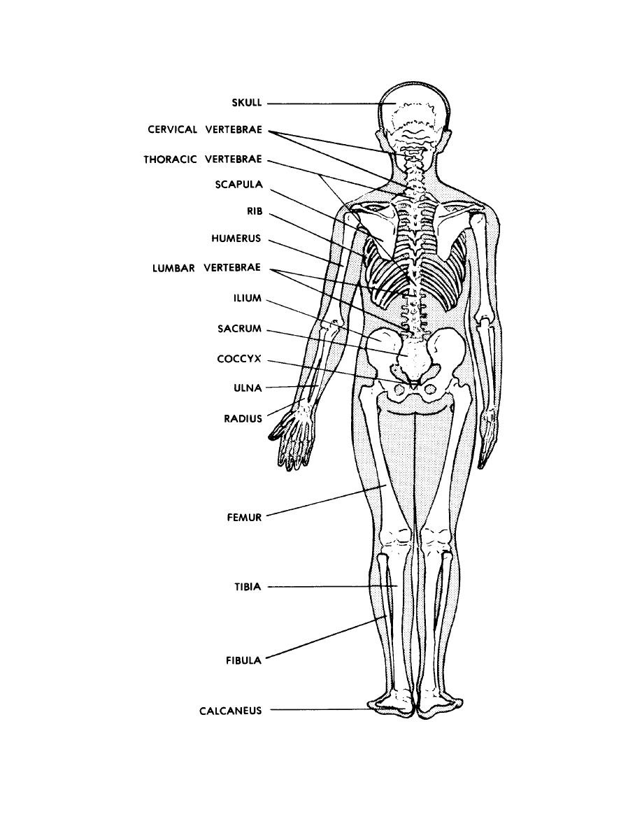 Skeletal System - ariannalipton